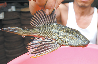 怪魚現身長江專吃魚卵魚苗