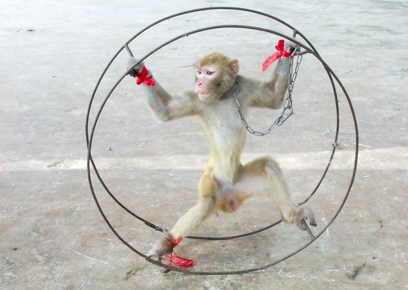 猴子经典动作模仿图片