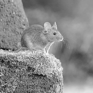 了广州市各环境的鼠类群落结构特征,据他介绍,广州的老鼠主要是三种