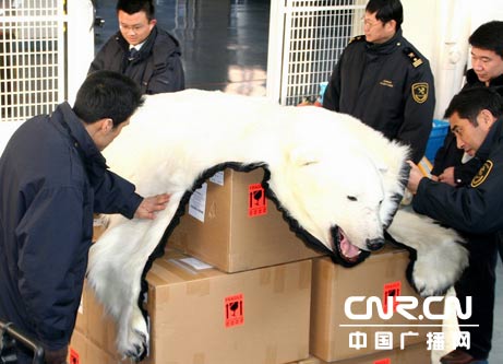 大连海关截获整张20公斤非法入境北极熊皮