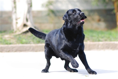 地震搜救犬"班克"遇车祸失踪