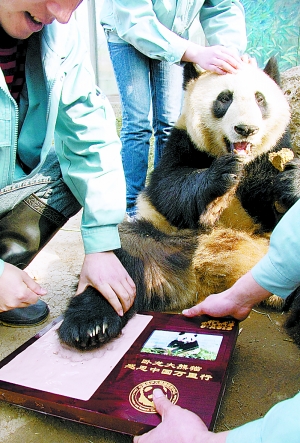 8只奥运熊猫返故乡