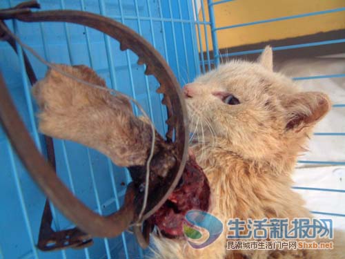 昆明再现虐猫事件 小猫前爪被夹断