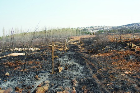势烧了两个多小时,从山底直烧到山腰,导致村民们承包的百余亩山林被毁