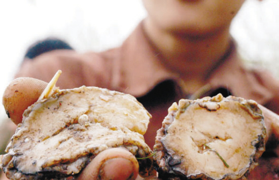 一车鲍鱼死大半