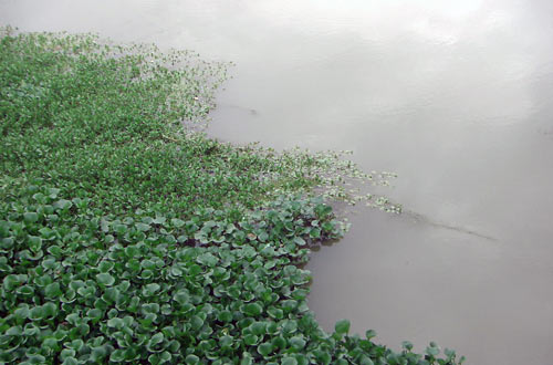 滇池将种1000亩水葫芦