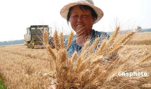 > 正文         2009年6月5日,芒种时节,山东聊城莘县大张家镇前仓