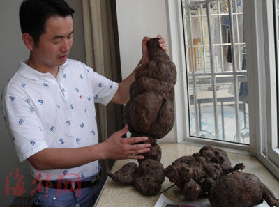 百年何首乌8公斤 何首乌