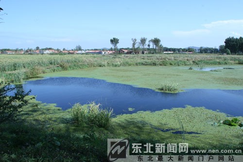 汙水穿過溼地變清水 鐵嶺蓮花湖溼地成鳥類樂園