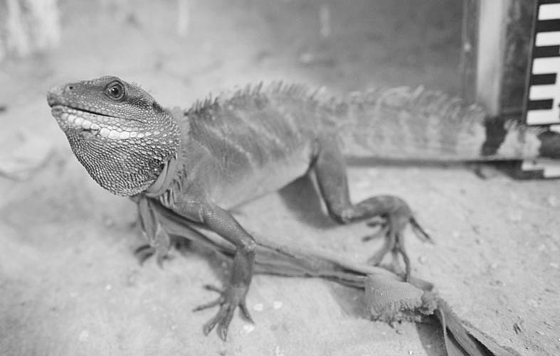 导报记者 李立宇/文 陈巧思/图 通讯员小柘)阮先生在树上抓到只蜥蜴