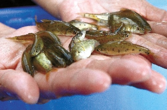 我省首次放养濒危鱼类 10万滇池金线鲃游进松华坝