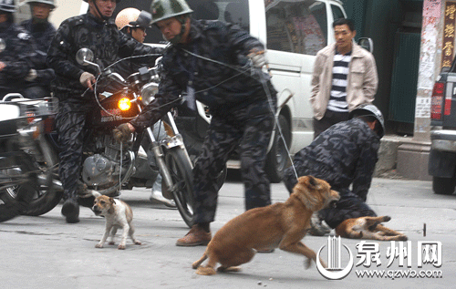 石狮捕杀流浪狗一天抓了30多条流浪狗