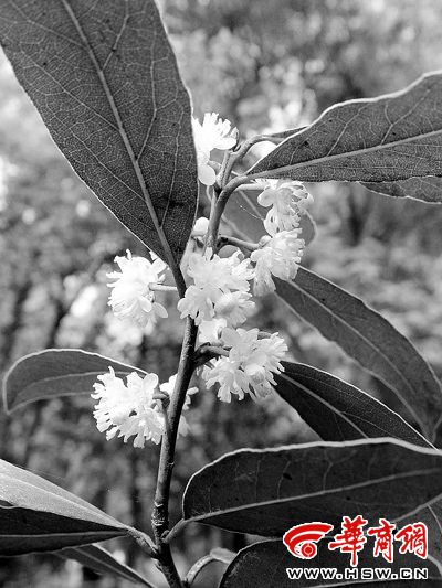 阔瓣含笑八角金盘黑壳楠洒金珊瑚