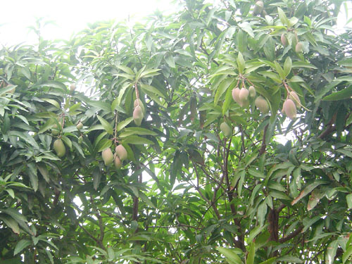 而且个头还不小,大家连连称奇:冬天结果的芒果树实为罕见