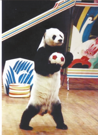 从有关方面获悉,曾给武汉带来荣耀的武汉杂技团动物明星大熊猫英英