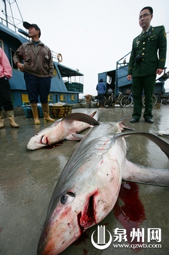 石狮渔民台湾海峡意外捕获尾巴最长的鲨鱼