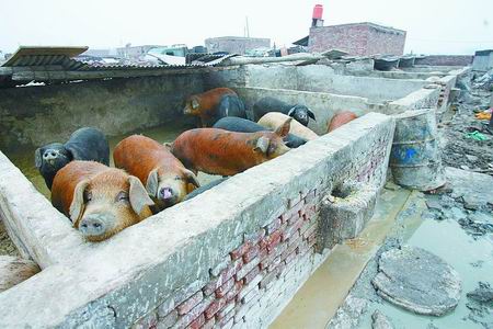 伴着垃圾场喂肥泔水猪