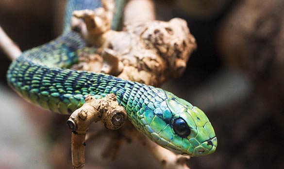 首次发现有毒恐龙 "中国鸟龙"以毒牙克敌