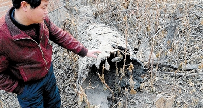 不堪雷劈火烧,500年古槐齐根倒下