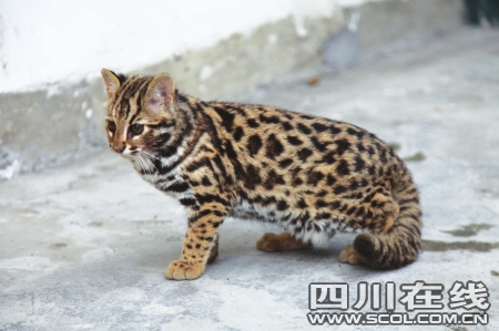 人工喂养长大豹猫回归自然