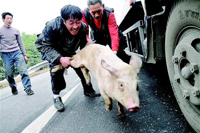 肥猪出笼高速路撒野