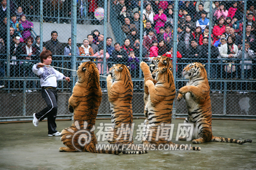 福州動物園老虎拜年虎年大吉