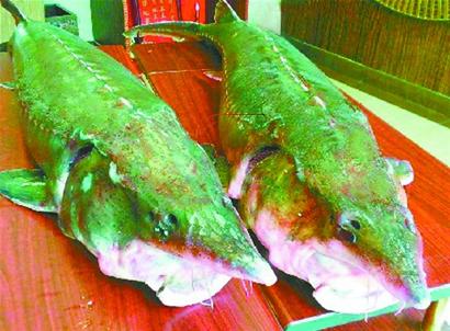 野生大鱼将绿色美味进行到底