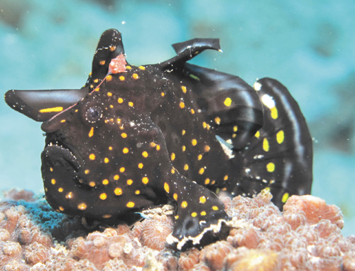 台湾垦丁海域发现极罕见黑斑躄鱼 模样可爱(图)