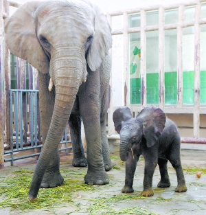 动物园非洲象首次繁殖