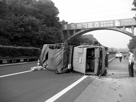 一輛滿載肥豬的貨車,在廈蓉高速隆納段翻車