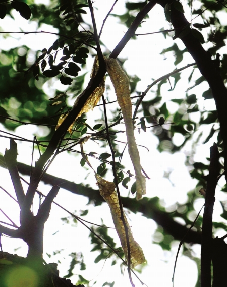 挂在树梢上的蛇皮