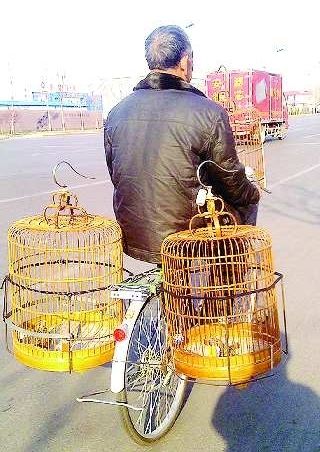 淄博器材:诺基亚n85自述:自行车装上自制的架子,可以载三个鸟笼
