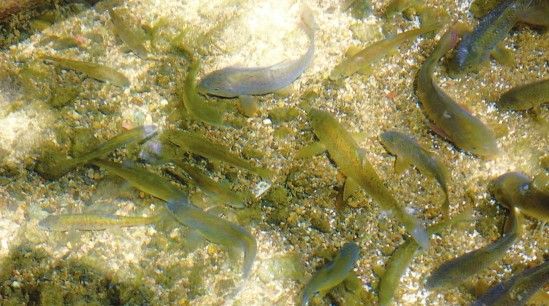 大理市上关附近的桃园弓鱼洞,曾经是洱海湖区最大的弓鱼繁殖场所.