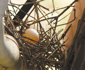 斑鸠窗外安家,仨月孵了两窝小鸟