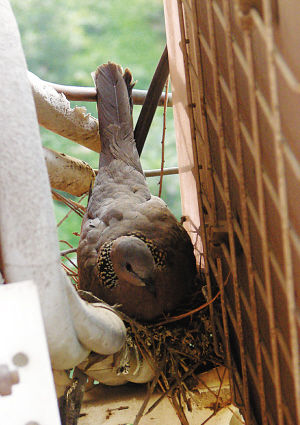 斑鳩窗外安家,仨月孵了兩窩小鳥