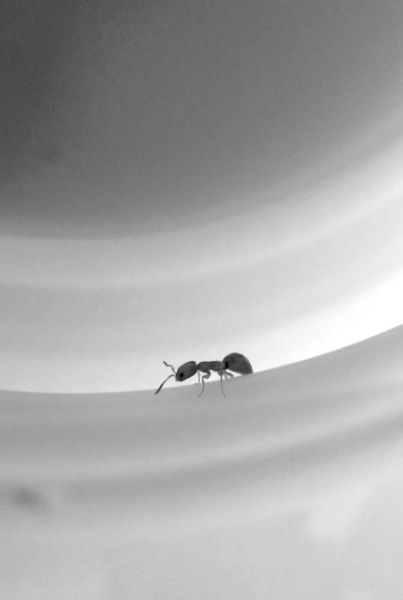 家中冒出黄蚂蚁 咬后又疼又痒