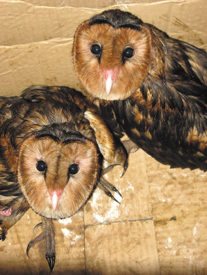 "猴面怪鸟"被人折断翅膀贱卖 被好心市民救下