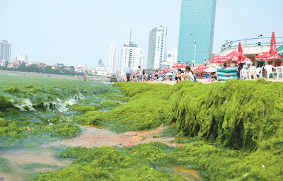 浒苔再袭青岛