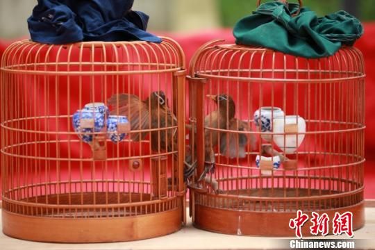 贵州龙里鸟王争霸赛:鸟笼相逢勇者"赢"