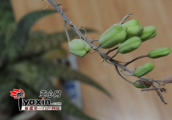 新疆乌鲁木齐一居民家芦荟开花结出58枚果