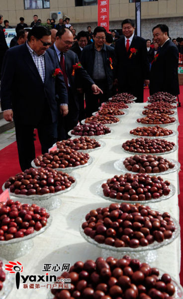 若羌县第八届红枣节隆重开幕