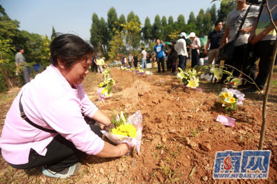 东莞第二次树葬66位先人骨灰埋入树青草下