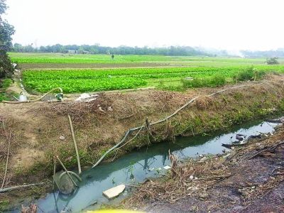 汙水菜誰敢吃