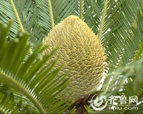 东营60岁铁树罕见开花花型类似菠萝有清香