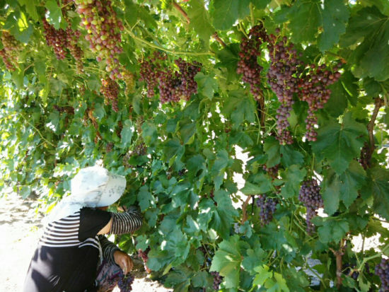 86团园艺一连弗雷葡萄预计7月底开园