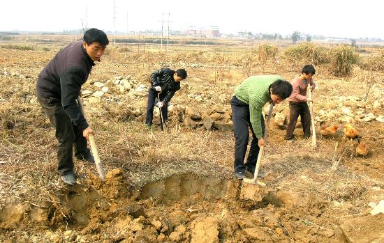 圖文:江西靖安縣農民在開挖長期荒廢的亂石地