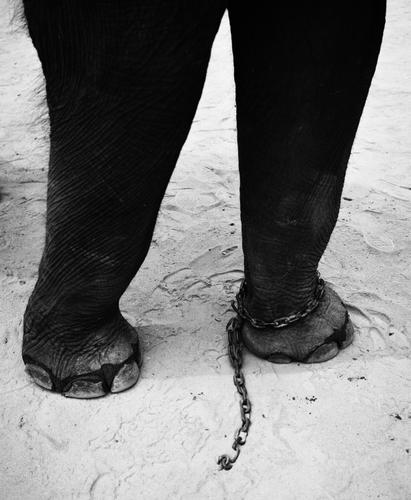 戴着镣铐跳舞 新浪网