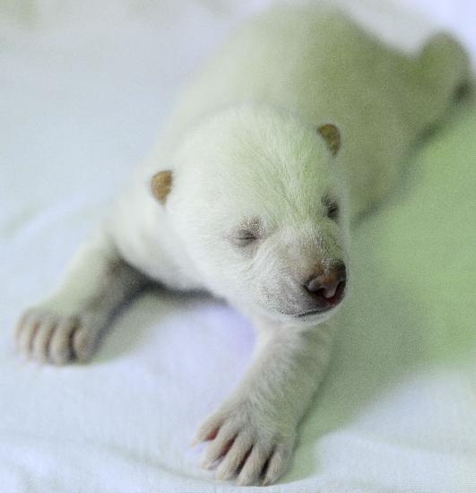 图文:(生态)(3)大连老虎滩海洋公园极地馆成功繁育北极熊幼仔