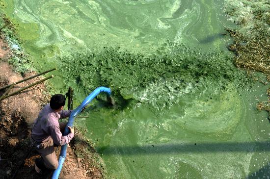 图文:(生态)(2)巢湖蓝藻局部暴发