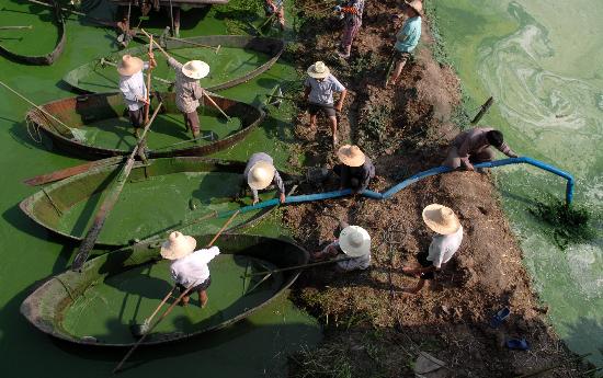 图文生态打捞巢湖蓝藻